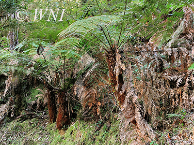 Dicksonia sellowiana